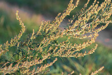Artemisia Vulgaris, Common Mugwort Flowers Closeup Selective Focus