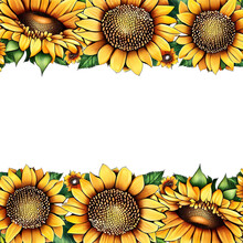 Colorful Border Design With Detailed Sunflower,leaves And Buds