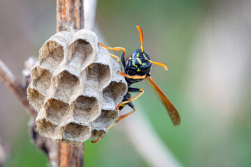 Wall Mural - the wasp insect builds a nest. macro photography.