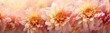 © kramynina - Chrysanthemums flowers banner