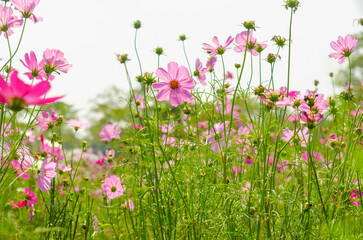 Wall Mural - the nature background of beautiful pink cosmos flower field.