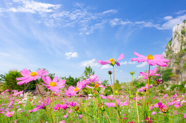 Wall Mural - ธ้ำ cosmos flower field with sky,spring season flowers blooming beautifully in the field