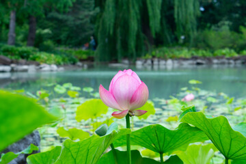 Wall Mural - Beautiful bright pink waterlily or lotus flower in pond. Rain drops water of beautiful pink lotus flower. Green lotus leaves background. 
