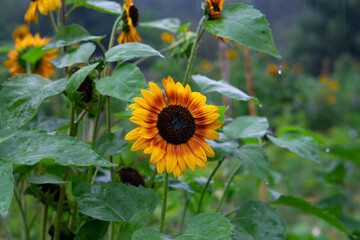 Wall Mural - Sunflower under the heavy rain. Young dark orange sunflowers under the summer rain. Natural summer background. Eco gardening concept.