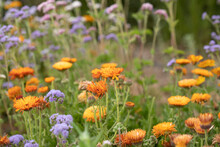 Field Of Wildflowers Blooming Orange And Violet