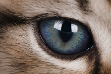 Close Up Of A Blue Cats Eye