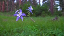 Colorado Columbine Blue Purple Wild Flowers After Cloudy Rainfall Early Morning Evergreen Meadow Forest Mount Side Rocky Mountains National Park Cinematic Pan Slider To The Left Deep In The Woods