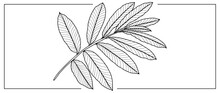 Black Outline Of A Large Branch With Leaves On A White Background. Branch For Coloring Books, Covers, Creating Designs And Patterns.