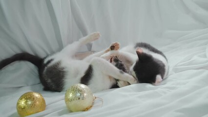 Wall Mural - Concept pets celebrate Christmas and New Year. Two cats are lying on the bed on a white sheet and playing next to golden shiny Christmas balls. Adorable gray kittens are fighting while playing