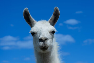 Wall Mural - white lama portrait on blue sky