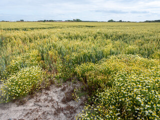 Canvas Print - summer flowers and wheat field in west flanders near brugge