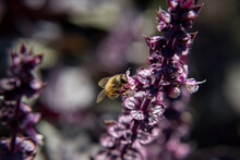 Extreme Close-up Of Bee On Violet Basil