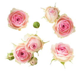 Wall Mural - set of small pink rose flowers isolated on white or transparent background