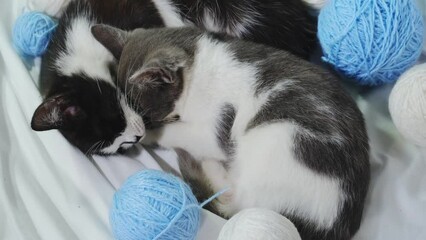 Wall Mural - Two kittens are sleeping sweetly on a white sheet on the bed at home among multicolored wool balls. Blue threads. The concept of pets. Two cats black and gray