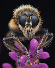 Portrait Of A Bumblebee Robberfly (Laphria Flava)