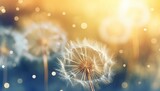 Fototapeta Dmuchawce - Abstract blurred nature background, Smooth soft background,  dandelion seeds