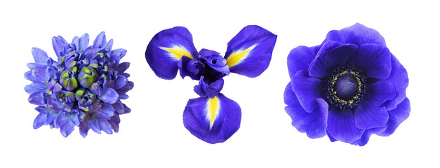 Wall Mural - Set of different blue flowers (hyacinth, anemone, iris) isolated on white or transparent background. Top view.