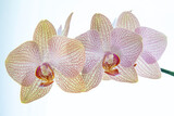 Fototapeta Storczyk - Orchid white background