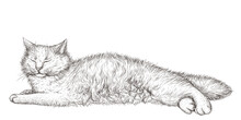 Vector Illustration Of A Sleeping Fluffy White Cat In Engraving Style