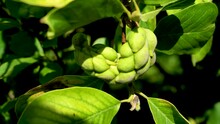 Seeds Of Magnolia X Soulangeana (Saucer Magnolia) . Magnolia Sp., The Fruit, Unripe Seed Pod.