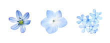 Set Of Different Blue Flowers (scilla; Plumbago; Hydrangea) Isolated On White Or Transparent Background. Top View.