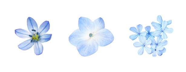 Wall Mural - Set of different blue flowers (scilla; plumbago; hydrangea) isolated on white or transparent background. Top view.