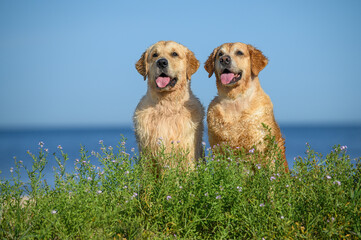 Sticker - two happy wet golden retriever dogs posing on the beach