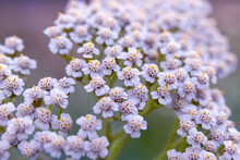 Yarrow Achillea Millefolium. Small White Flowers Close Up. Medicinal Medical Wild Natural Herbs. Floral Background