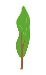 Poster - Single park tree semi flat colour vector object. Tall decorative plant. Editable cartoon clip art icon on white background. Simple spot illustration for web graphic design