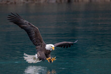 Bald Eagle Catching Fish Taken In Homer Alaska In The Wild