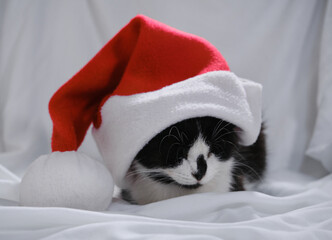 Canvas Print - Cozy home background with a pet. A charming cute black and white kitten is lying on the bed. A Christmas holiday greeting card with a domestic cat wearing Santa's red hat.