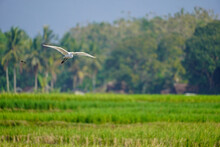 Egrets In Rice Fields