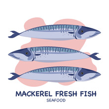 Vector Set Of Mackerel Fresh Fish For Mediterranean Cuisine. Seafood. Top View, Closed Shell, Open Shell. Isolated On A White Background. For The Product Market.