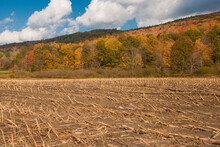 Harvested Corn Field In Autumn On A Bright Sunny Day. Fall Foliage With Corn Field, Blue Sky And Clouds.