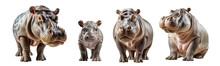 Hippo Isolated On Transparent Background, Generative Ai