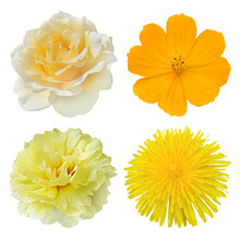 Set Of Yellow Flowers On Transparent Background