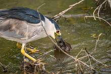 Black-crowned Night Heron (Nycticorax Nycticorax) Caught A Turtle. 
