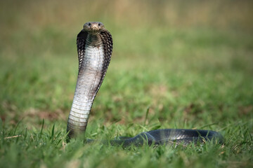 Canvas Print - snake in the grass