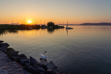 Lake Balaton At Sunset With People Silhouette On A Pier And A Swan