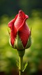 Opened red rose bud in the garden. Generative AI