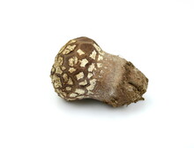 Common Puffball Mushroom Close Up - Lycoperdon Perlatum - Isolated On White.