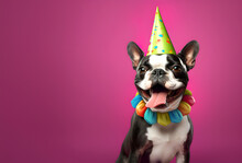 Creative Animal Concept. Boston Terrier Dog Puppy In Party Cone Hat Necklace Bowtie Outfit Isolated On Solid Pastel Background Advertisement, Copy Text Space. Birthday Party Invite Invitation