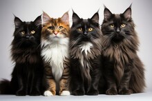Group Of Four Maine Coon Cats In Front Of A Grey Background