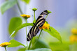 Zebra longwing butterfly or 