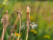 Taraxacum officinale, dandelion, ripe fruit, seeds of a flowering plant close-up on a blurred grass background