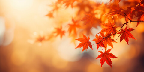 Wall Mural - Colorful maple leaves in autumn sunny day, focus in foreground leaves, blurred bokeh background.