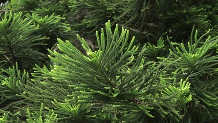 Cryptomeria japonica (Dhupi) tree closeup leafs