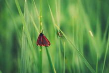 A Dark Red Butterfly And A Mosquito Are Sitting On The Grass