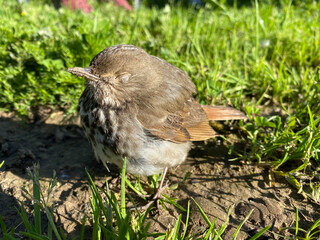 sparrow on grass