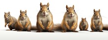 3D Rendering Of A Group Of Three Squirrels Shouting Isolated On White Background. 